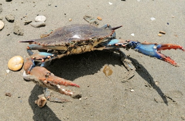 Prima segnalazione a Ostia del granchio blu Atlantico